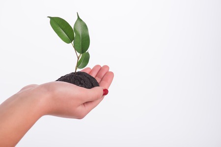Little green plant in the hands of woman isolated on white background. Concept of new lifeの写真素材