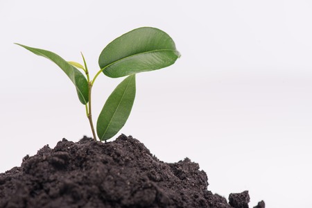 Little green plant growing in a heap of soil isolated on white background. の写真素材