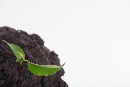 Little green plant growing in a heap of soil isolated on white background. Concept of new life. Top viewの写真素材