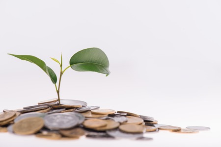 Little green plant growing in a heap of coins isolated on white background. Concept of new lifeの写真素材