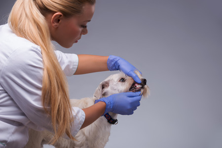 Making sure he is a healthy little guy. Closeup of a female vet checking the teeth of a very cute terrier dog while standing against grey backgroundの写真素材