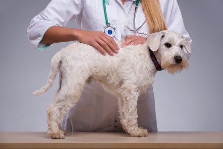 Thorough dog examination. Shot of a vet examining fur of little terrier dog while standing against...