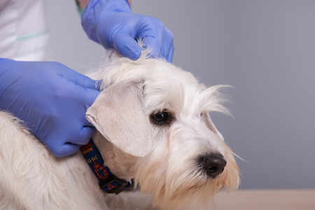 Regular check-ups are essential to canine health. Closeup shot of an young vet with her patient...