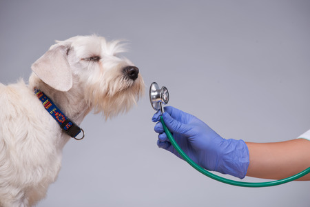This is not a chew toy. Cropped shot of a vet trying to listen to a terrier heartbeat isolated on grey backgroundの写真素材