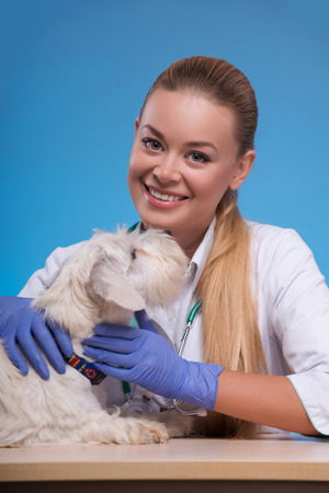 I care. Young beautiful vet bonding to a cute little white dog and looking at camera while sitting at her working place against blue backgroundの写真素材