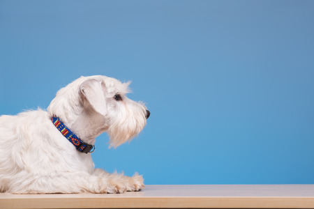 He is unwell. Portrait of a cute little dog lying on the table against blue backgroundの写真素材
