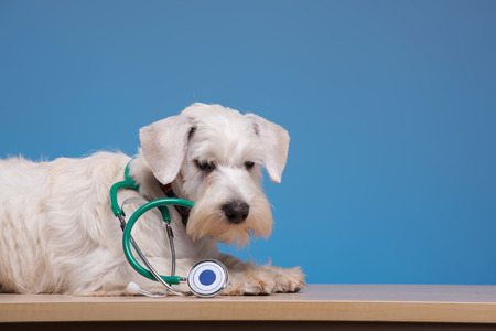 Furry patient. Portrait of a cute little dog lying on the table with stethoscope against blue backgroundの写真素材