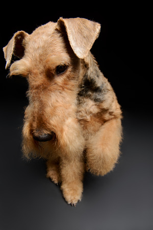 A great representative of her breed. One standing Black brown Airedale Terrier dog isolated on black backgroundの写真素材