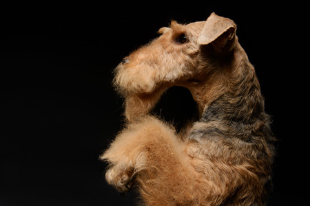 Waiting for a delicious treat. Side view portrait of black brown Airedale Terrier dog standing on...