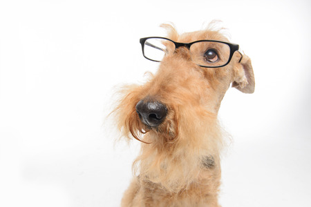 Funny little hipster. Top view portrait of black brown Airedale Terrier dog with eyeglasses isolated on white backgroundの写真素材