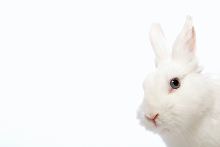 Cute and cuddly. Closeup of beautiful white rabbit looking at camera  isolated on white background...