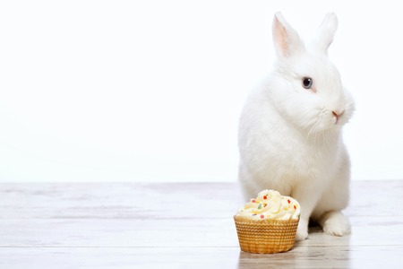 Adorable birthday gift. Closeup image of a cute white bunny sitting by the delicious cupcake  isolated on white background with copy spaceの写真素材
