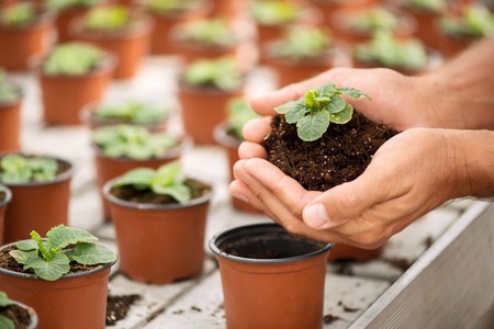 Natural gift. Close up of soil in hands of professional florist holding it and doing his jobの写真素材