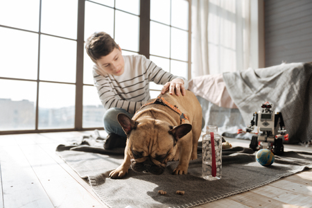 Funny dog while eating dogs meatの写真素材