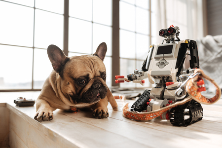 Portrait of little dog lying near technical toyの写真素材