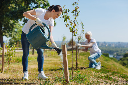 Brilliant organized woman watering young greensの写真素材