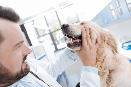 Close up of male hands that touching snoutの写真素材