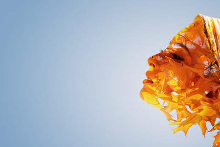 Attractive young woman looking into vacancy and thinking about something while standing against autumnal background.の写真素材