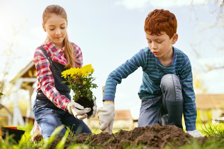 Beautiful garden. Serious nice boy digging a hole while planting flowers together with his sisterの写真素材