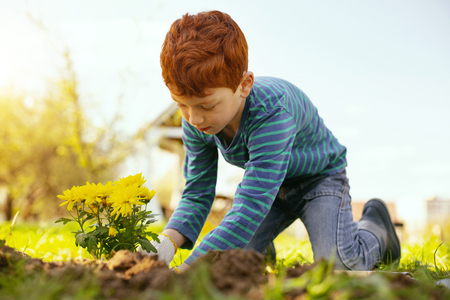 Future florist. Cute young boy sitting on the ground while planting flowersの写真素材