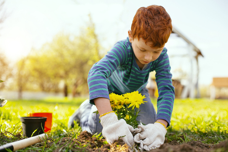 Gardening work. Serious pleasant boy wearing gloves while doing gardening workの写真素材