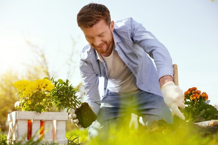 Pleasurable mood. Delighted nice man smiling while planting flowers in his gardenの写真素材
