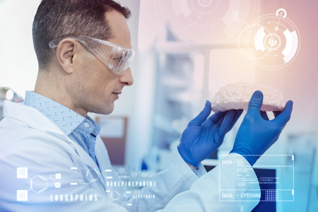 Studying human brains. Clever professional biologist wearing protective glasses and rubber gloves while working with a model of human brainの写真素材