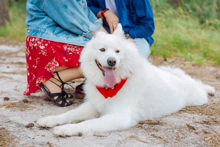 Lying on ground. Cute white fluffy dog lying on the ground near his owners walking together in the...