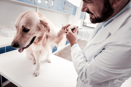 Do not worry. Positive delighted medical worker keeping smile on his face and bowing head while examining sick dogの写真素材