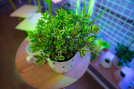Beautiful plant. Colorful deep green lush bush standing on wooden coffee table in white pot with black dotsの写真素材