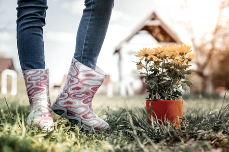 School project. Girl showing yellow chrysanthemums which growing for school project in own gardenの写真素材