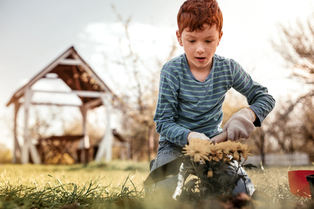 Having responsibility. Smart boy having responsibility for his own yellow flower which growing at home several monthsの写真素材