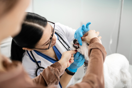 Examining teeth. Dark-haired vet wearing gloves examining teeth of little white dogの写真素材