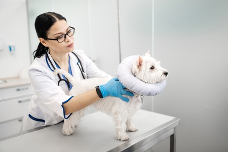 In veterinary clinics. Dark-haired vet wearing blue gloves taking care of cute white dog in veterinary clinicsの写真素材