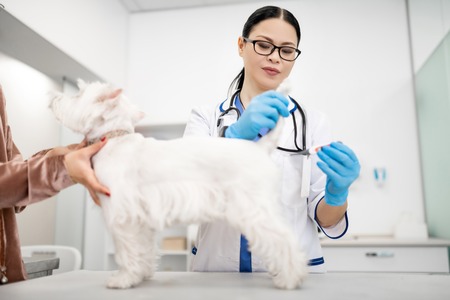 Examining dog. Dark-haired vet wearing white coat and gloves examining little dog