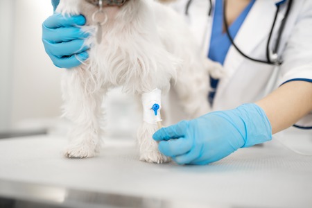 Making injection. Close up of experienced vet wearing gloves making injection for dogの写真素材