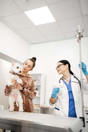 Taking white dog. Dark-haired woman with hair bun taking white dog to vet wearing uniformの写真素材