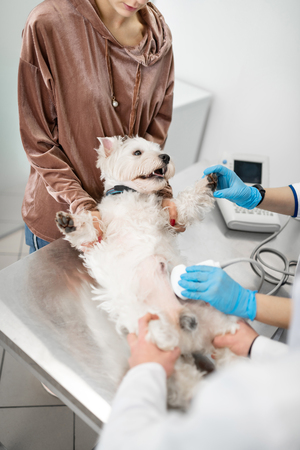 Scared dog. White dog feeling scared during x-ray examination while lying on the tableの写真素材