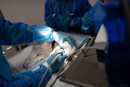 Vet dentists operating. Professional experienced vet dentists operating little white dog in the clinicsの写真素材