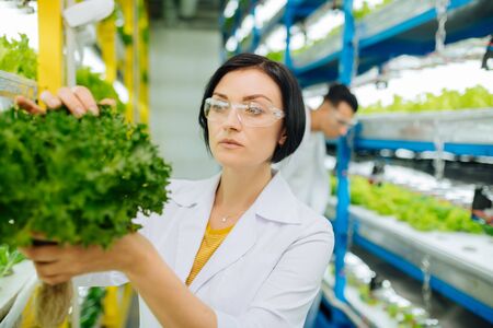 Agriculturist wearing glasses. Female dark-haired agriculturist wearing glasses looking at the structure of lettuceの写真素材