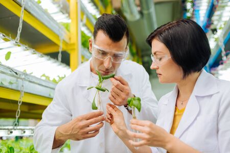 Working with colleague. Dark-haired male agriculturist working with colleague while planting greensの写真素材