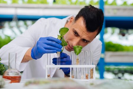 Agronomist in gloves. Handsome professional male agronomist wearing blue gloves looking at little plantの写真素材