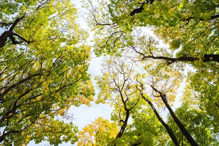 Low angle of colorful upper tree branches reaching for the skyの写真素材