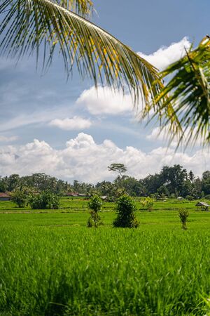 Exotic island. Fluffy clouds being on the sky above green plants, peaceful fields of riceの写真素材