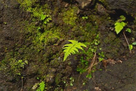 Focused photo on green moss that covering grey stone, example of wild nature stock photoの写真素材