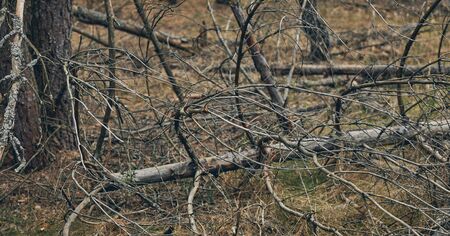 Closeup of the dry old branches fallen from a deciduous tree on the forest floor