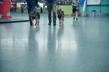 Security workers with German Shepherd dogs strolling down airport terminal hallの写真素材