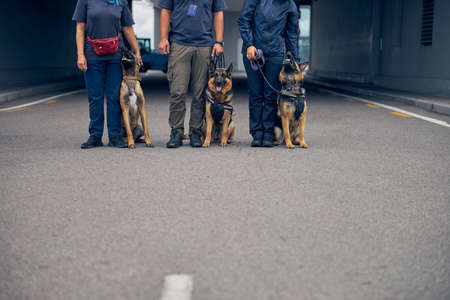 Border service officers with two German Shepherd dogs and Malinois dog standing on the road