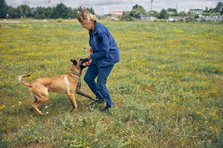 Smiling female handler playing with Malinois dog outdoors in grassy field