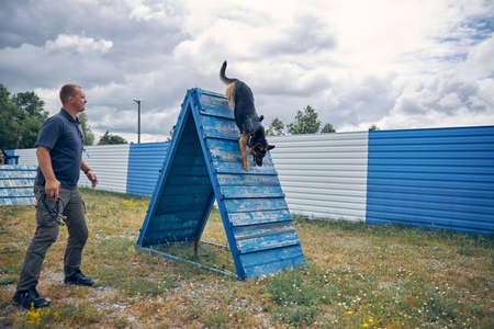 Security dog running down agility a-frame while male handler observing the processの写真素材
